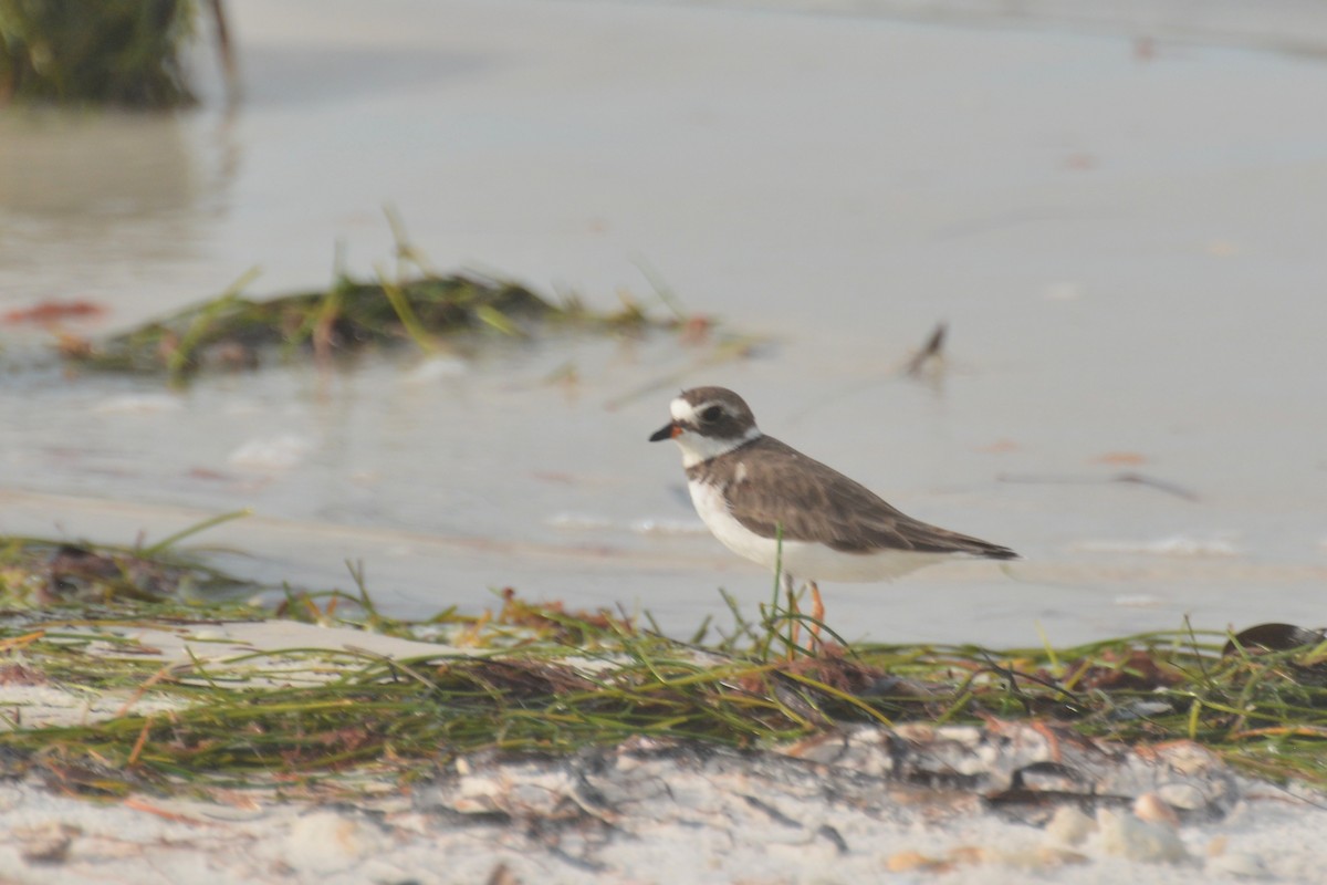 Semipalmated Plover - ML621065823