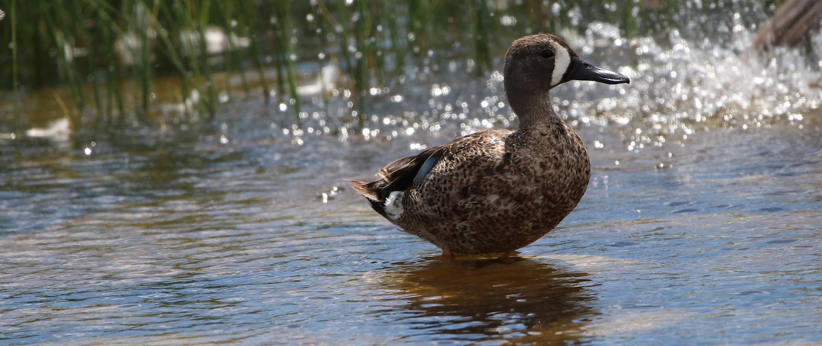 Blue-winged Teal - ML621065832