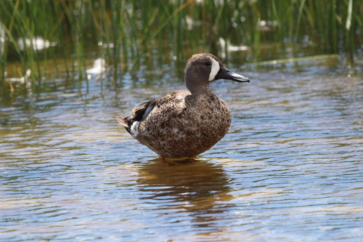 Blue-winged Teal - ML621065833