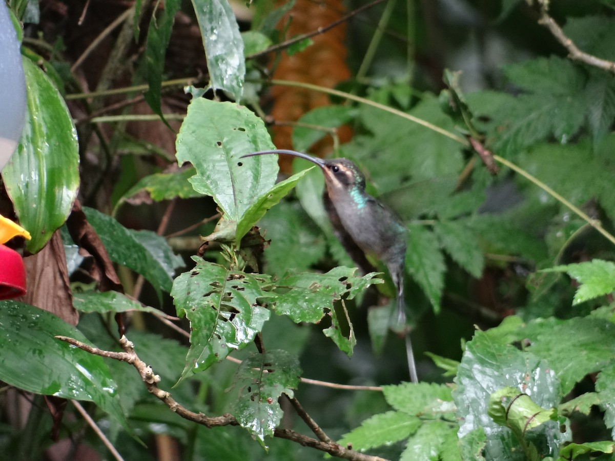 kolibřík šedobřichý - ML621065878