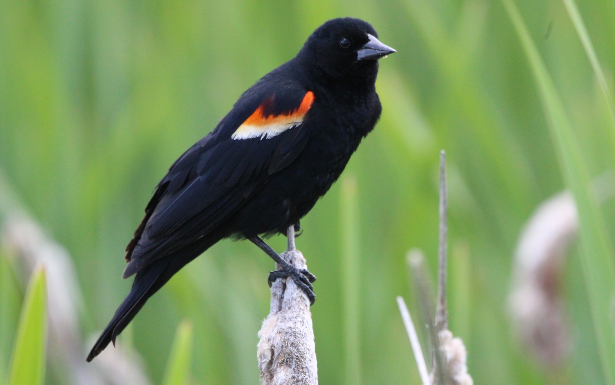 Red-winged Blackbird - Don Cassidy