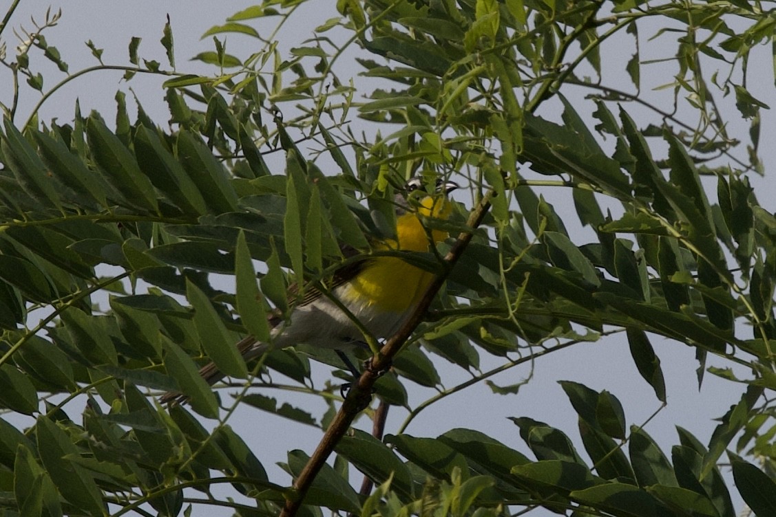 Yellow-breasted Chat - ML621065894