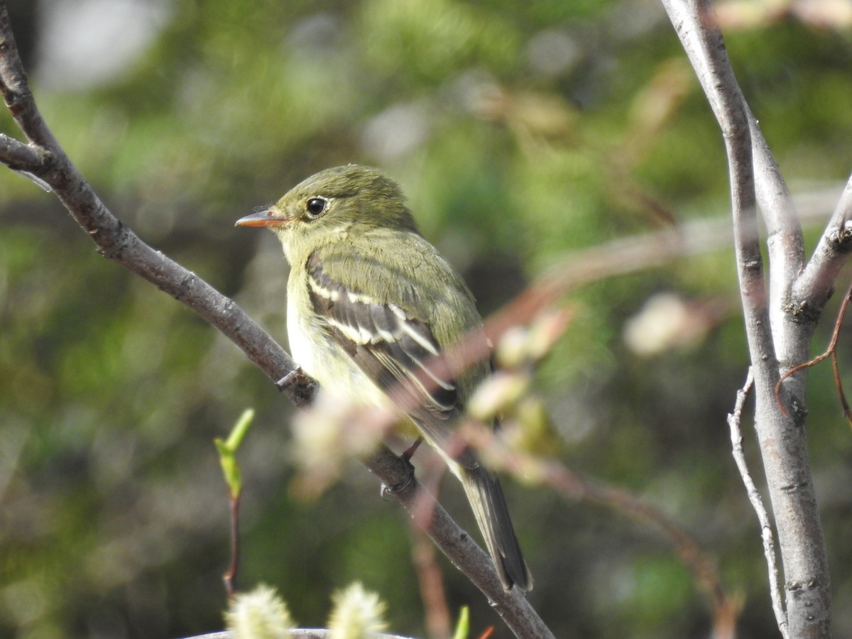 Yellow-bellied Flycatcher - ML621065895