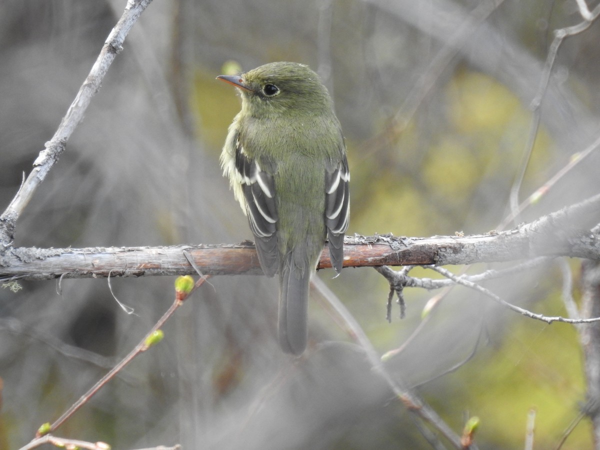 Yellow-bellied Flycatcher - ML621065896