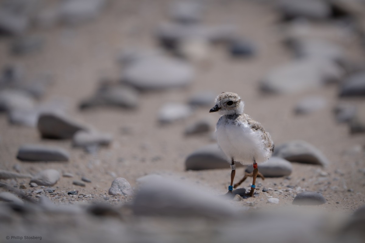 Piping Plover - ML621065923