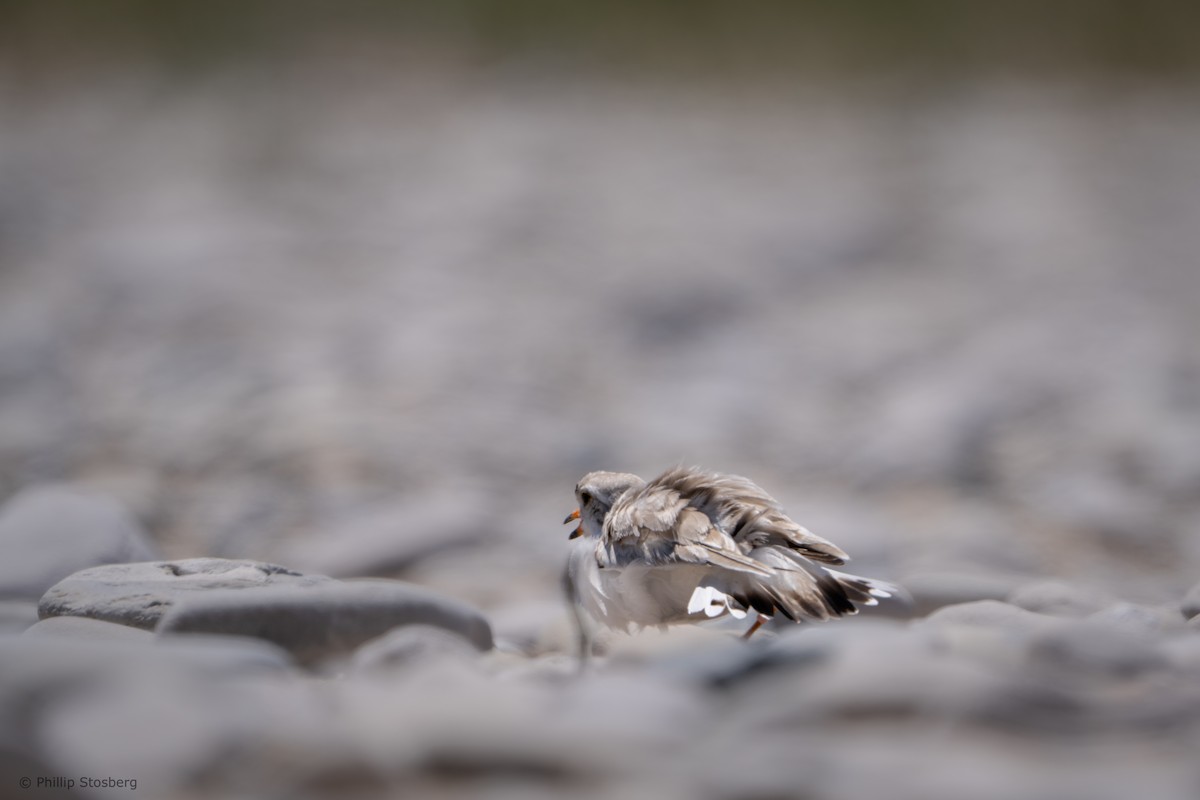 Piping Plover - ML621065925