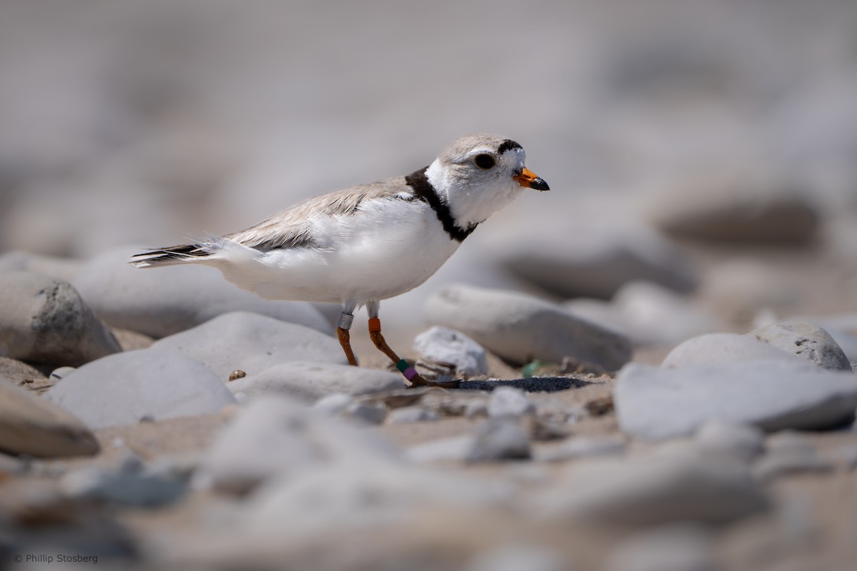 Piping Plover - ML621065926