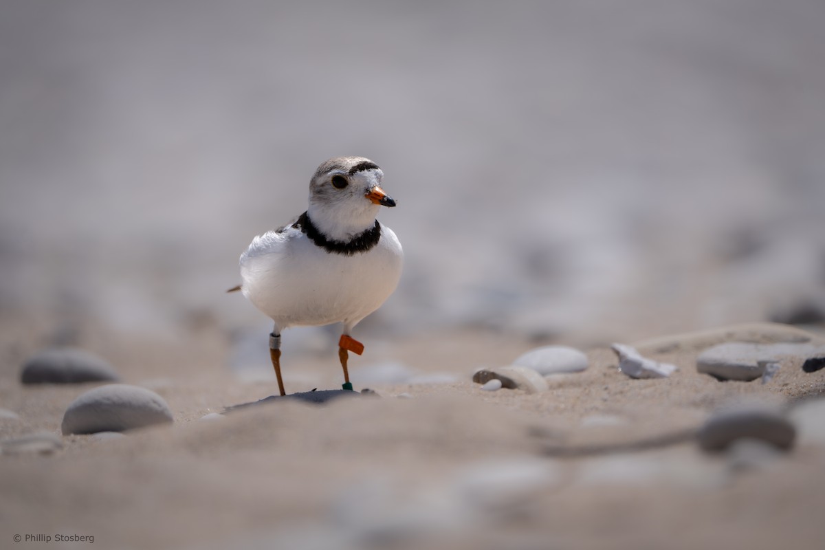 Piping Plover - ML621065927