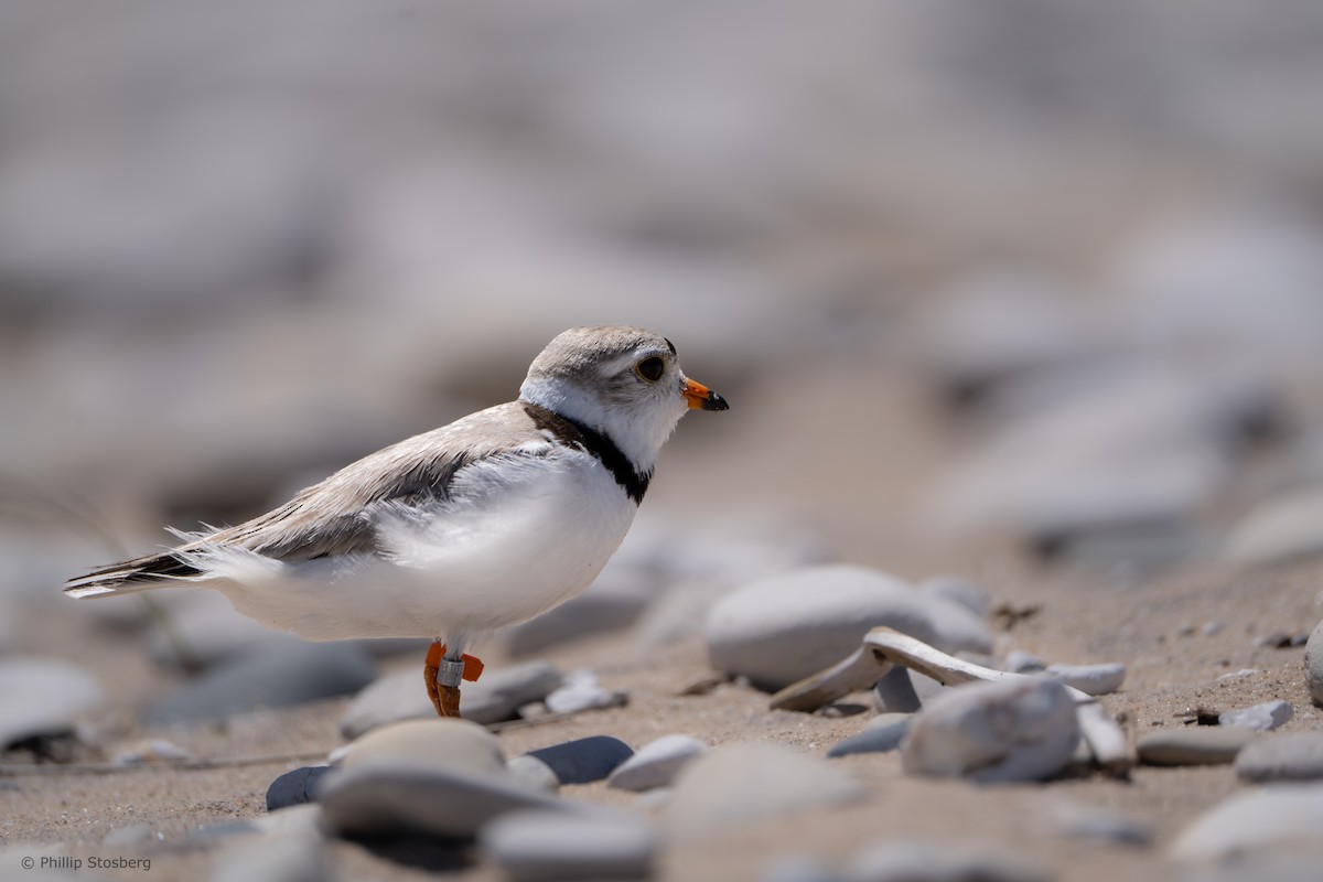 Piping Plover - ML621065928