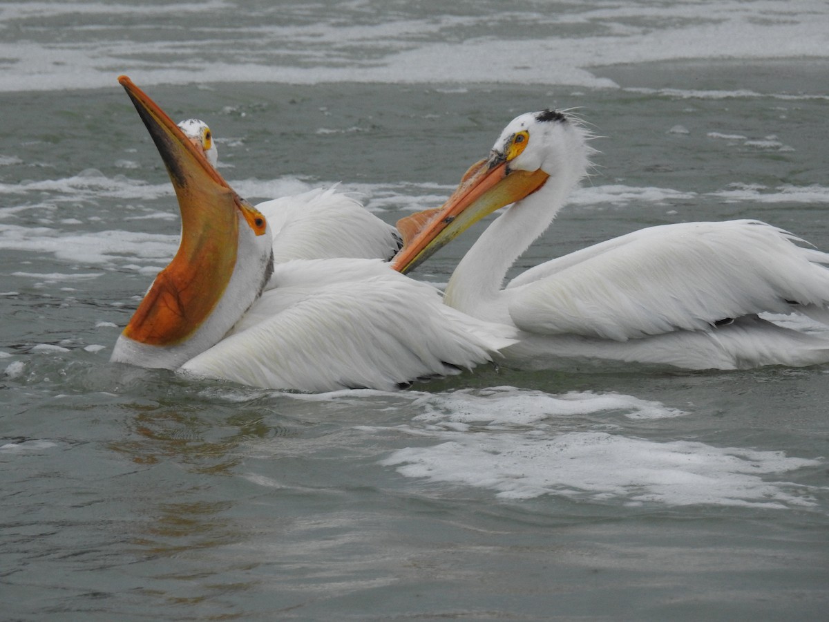 pelikán severoamerický - ML621065946
