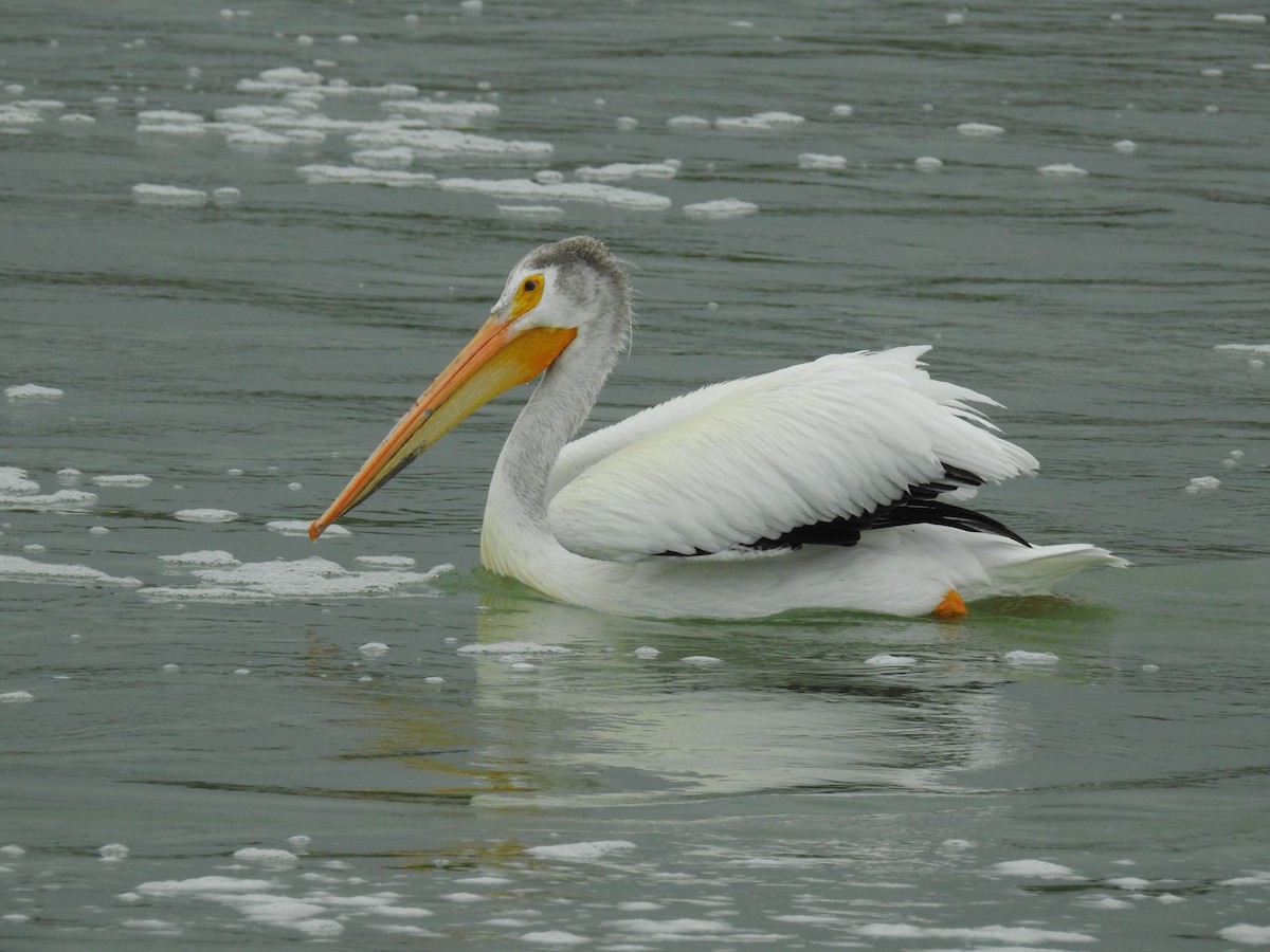 pelikán severoamerický - ML621065948