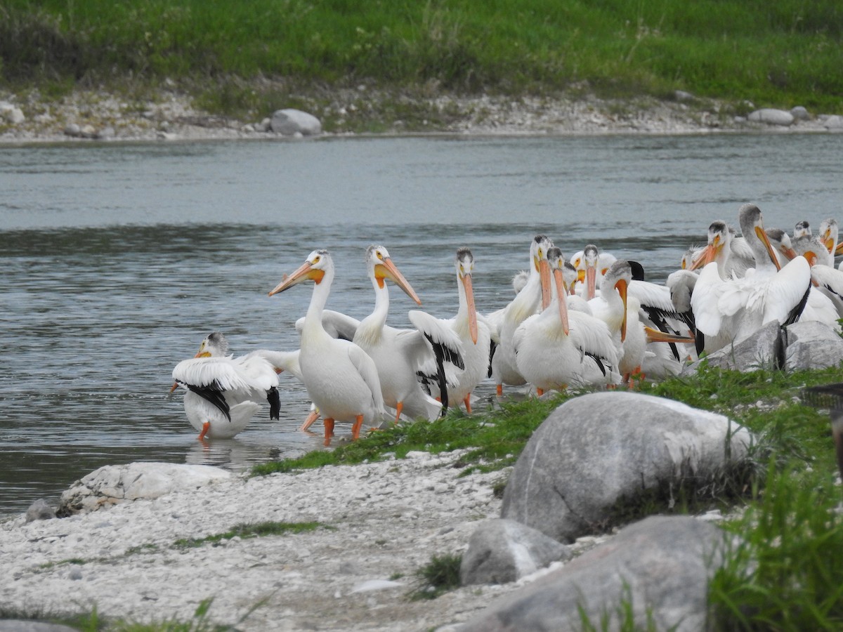 pelikán severoamerický - ML621065951