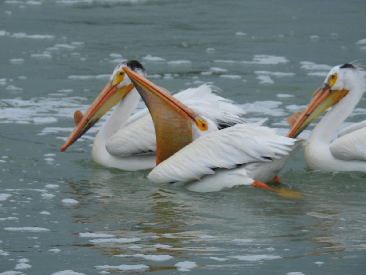 pelikán severoamerický - ML621065953