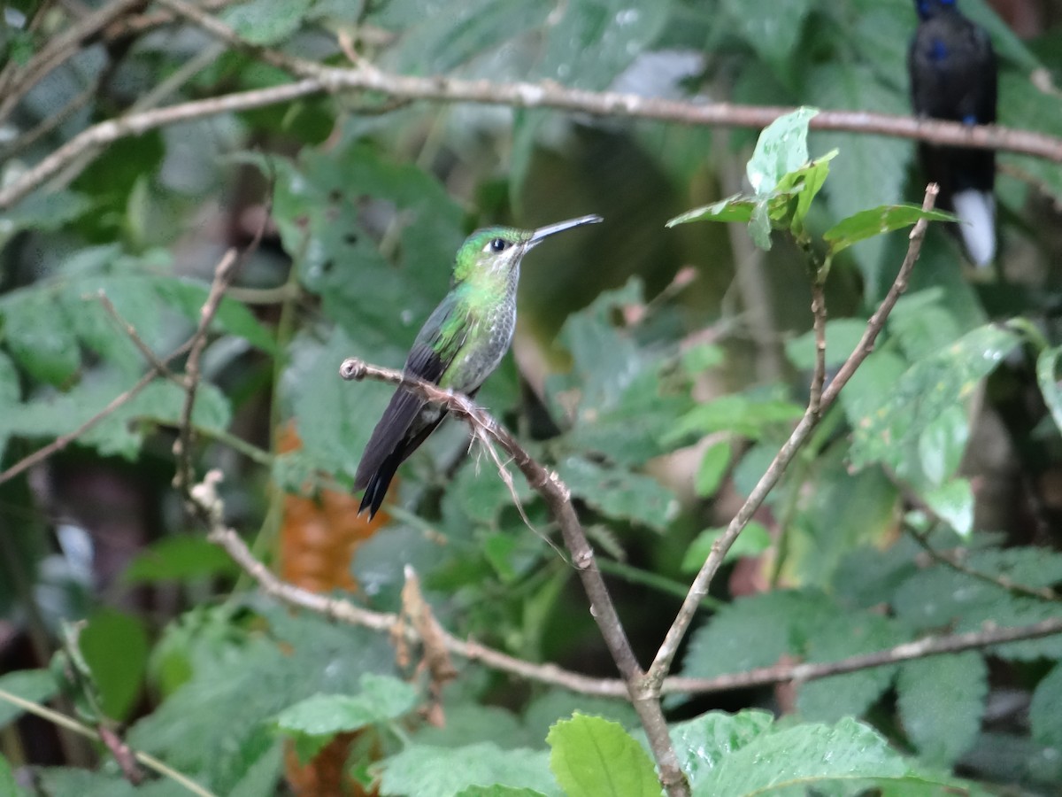 kolibřík subtropický - ML621065994