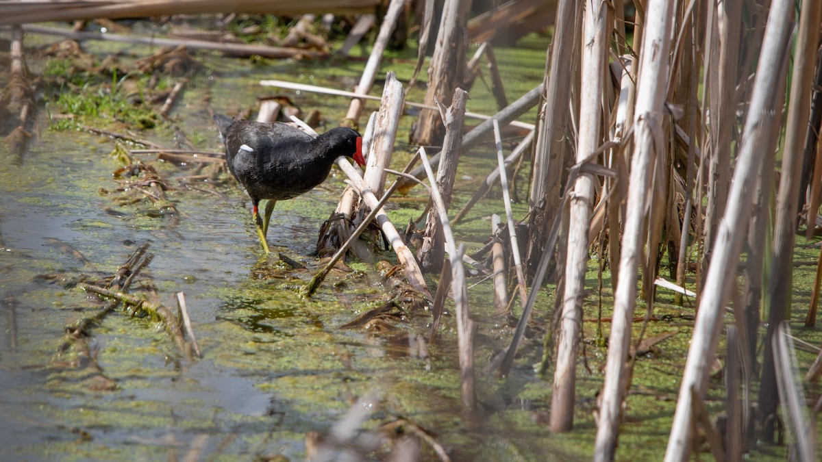 Common Gallinule - Sean McCann