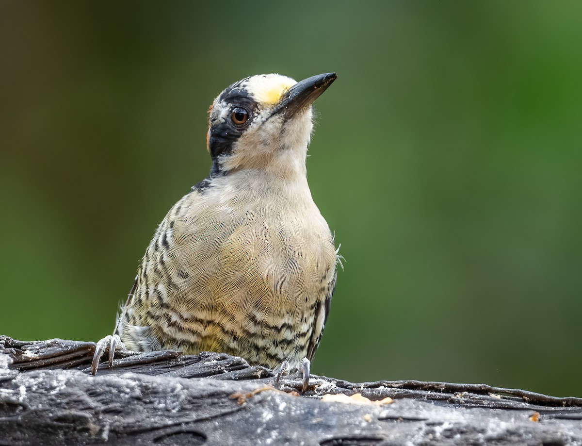Black-cheeked Woodpecker - ML621066064