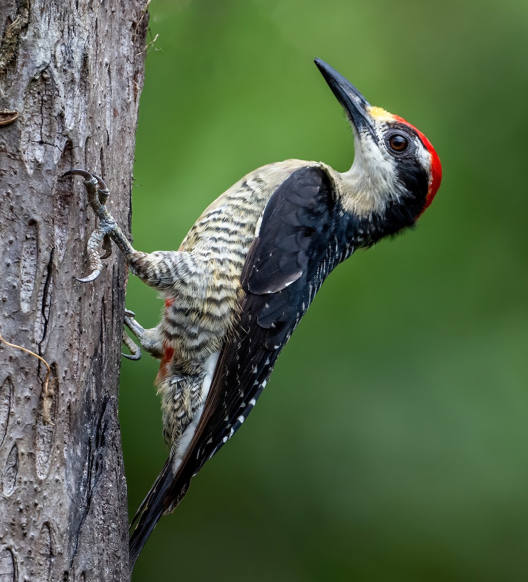 Black-cheeked Woodpecker - ML621066065