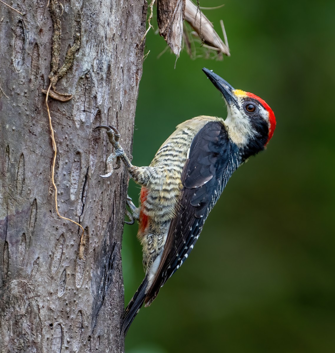 Black-cheeked Woodpecker - ML621066066