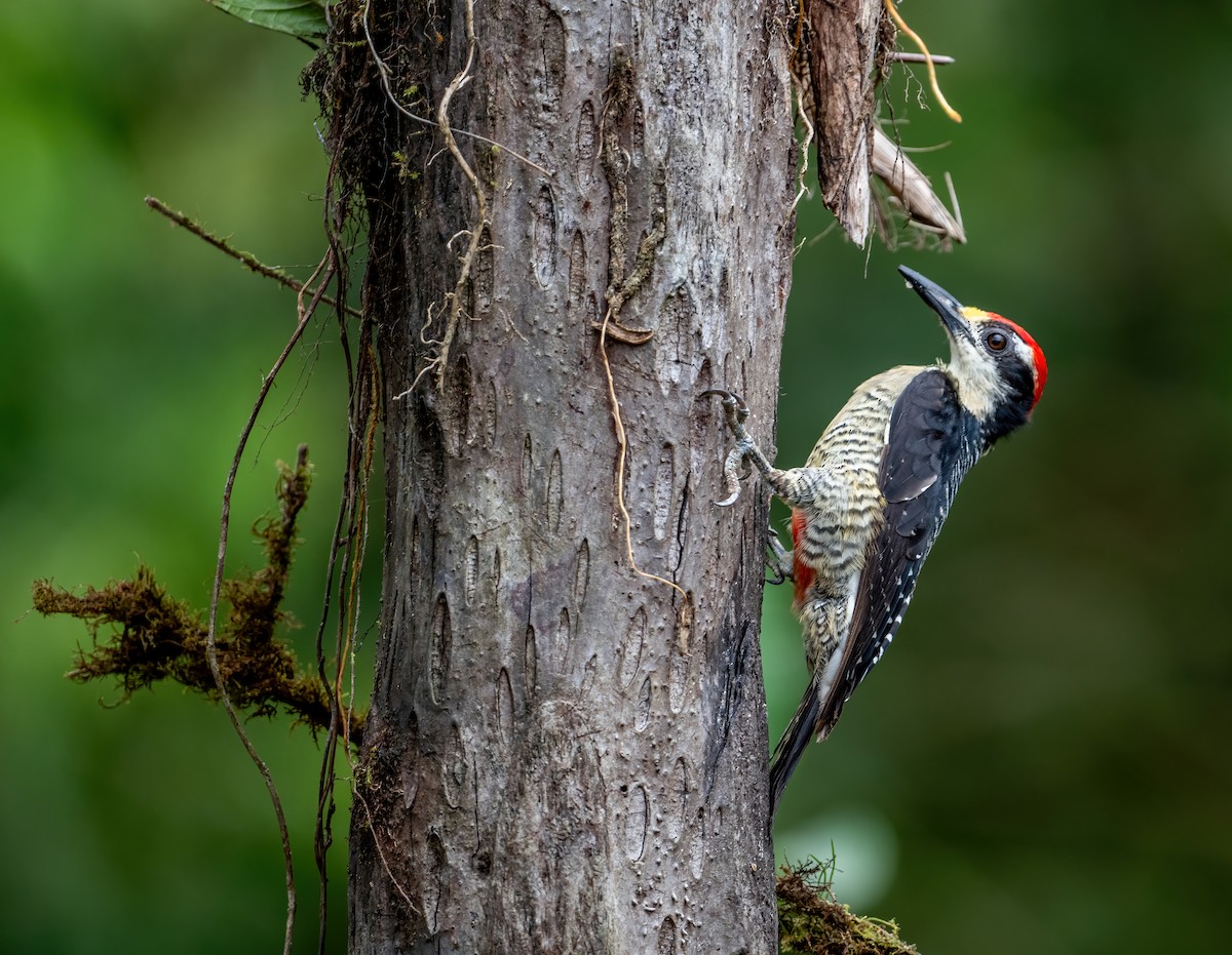 Black-cheeked Woodpecker - ML621066067