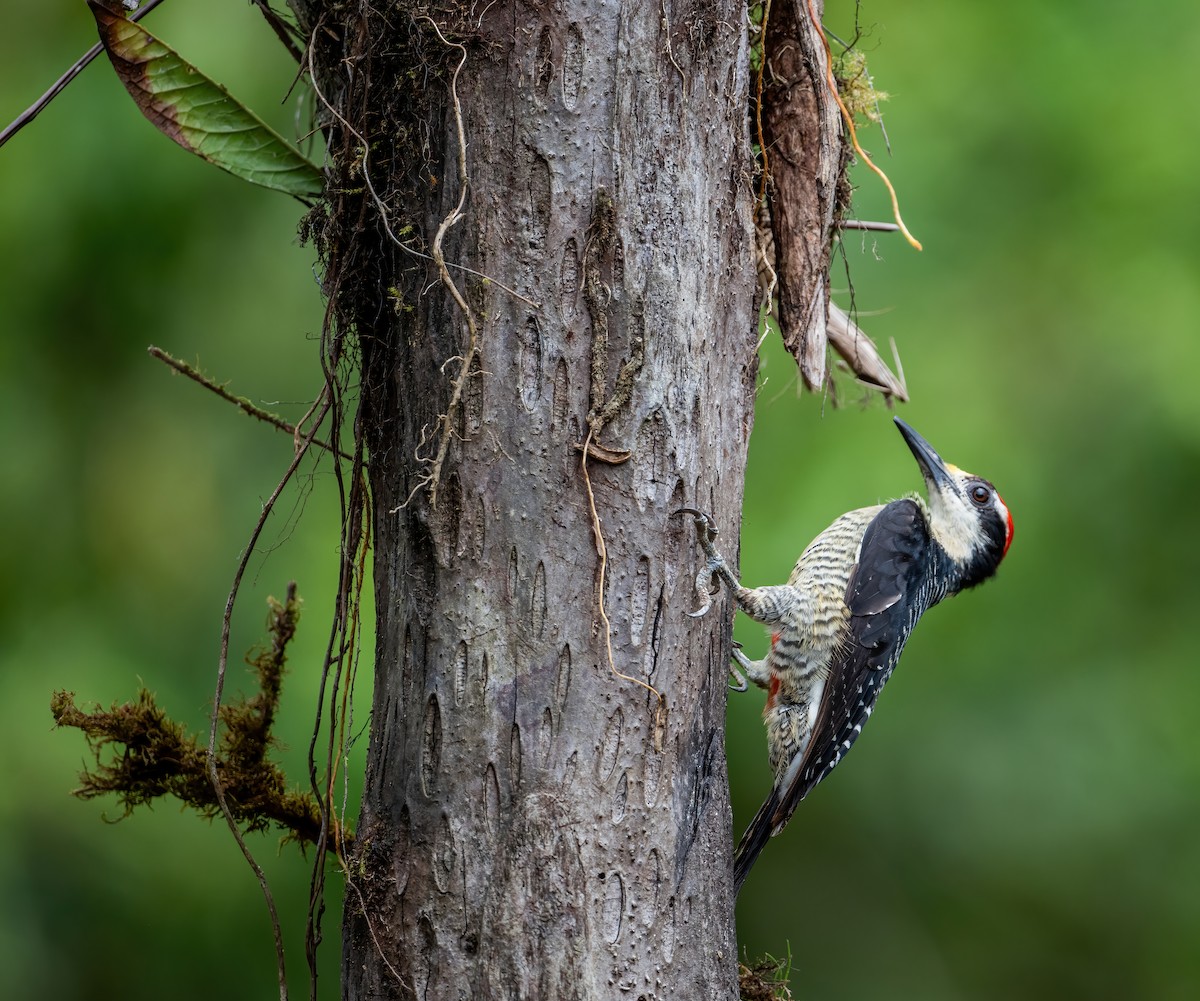 Black-cheeked Woodpecker - ML621066068