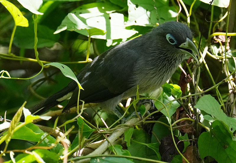 Blue-faced Malkoha - ML621066072