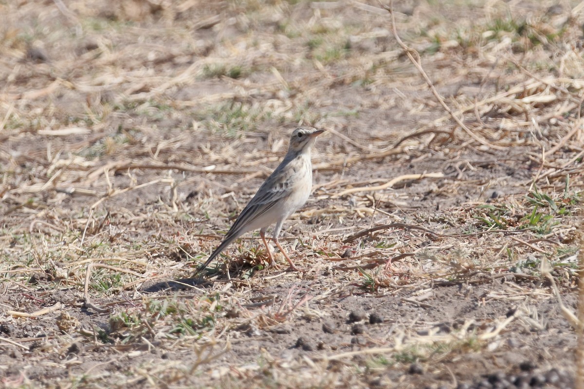 African Pipit - ML621066074