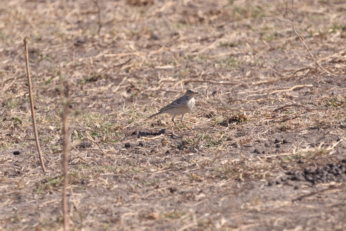 African Pipit - ML621066075