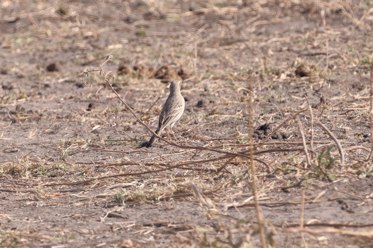 African Pipit - ML621066078