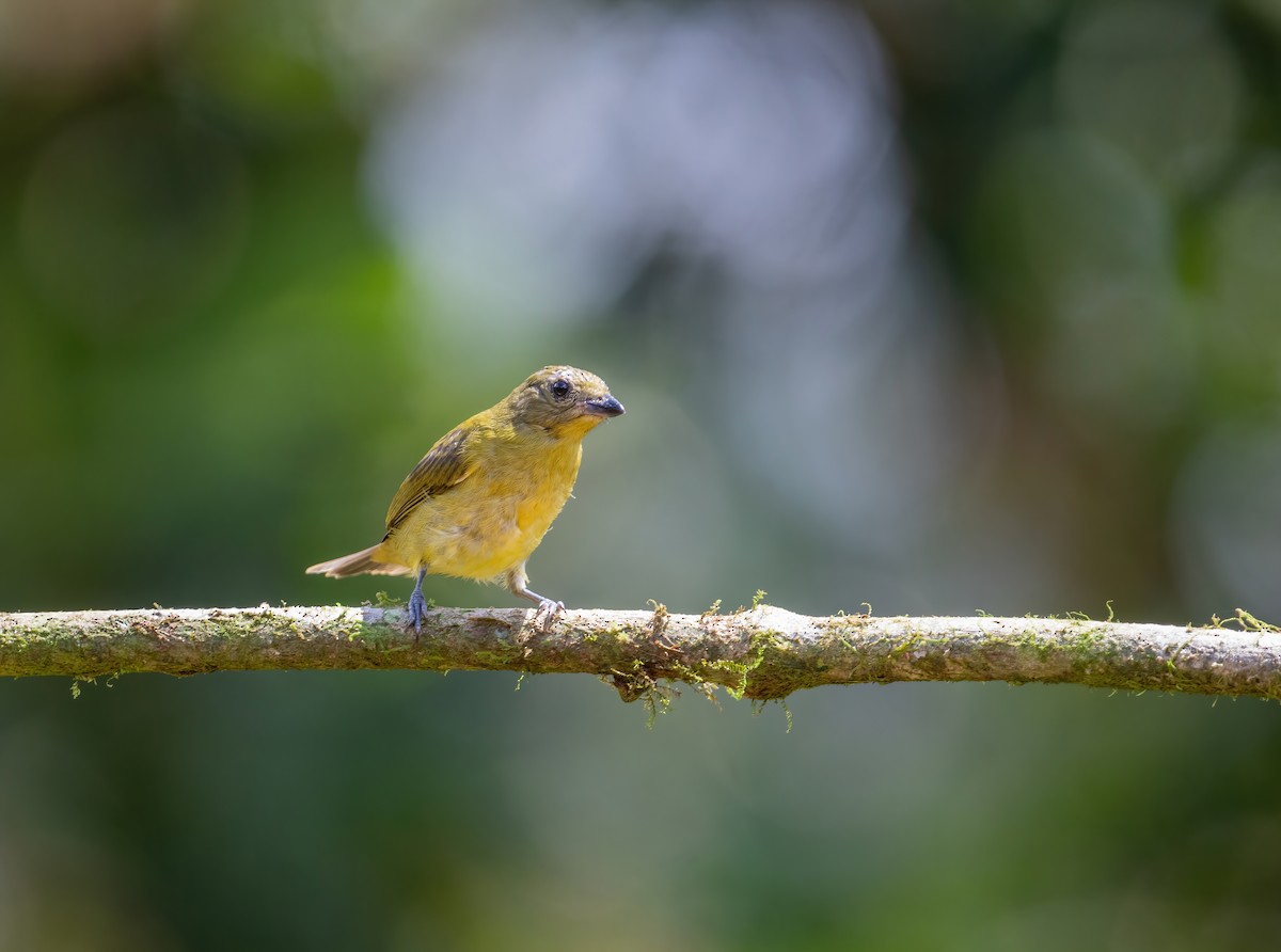 Thick-billed Euphonia (Thick-billed) - ML621066087