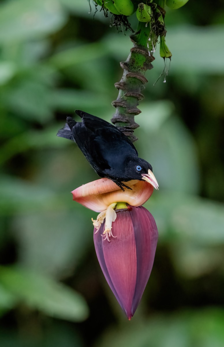 Scarlet-rumped Cacique (Pacific) - Leah Turner