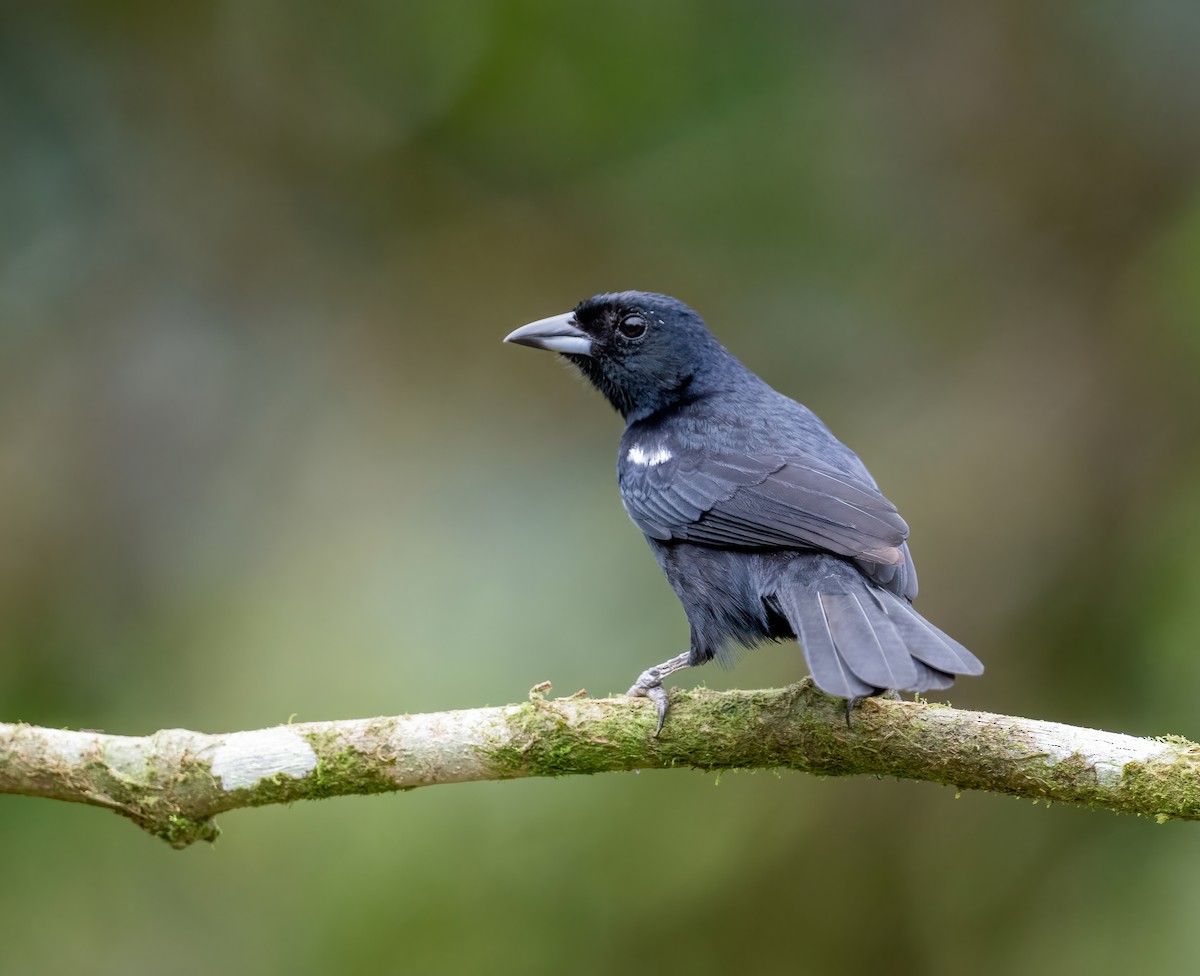 White-lined Tanager - ML621066093