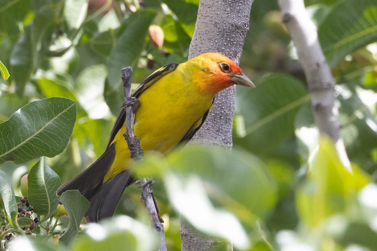 Western Tanager - ML621066097