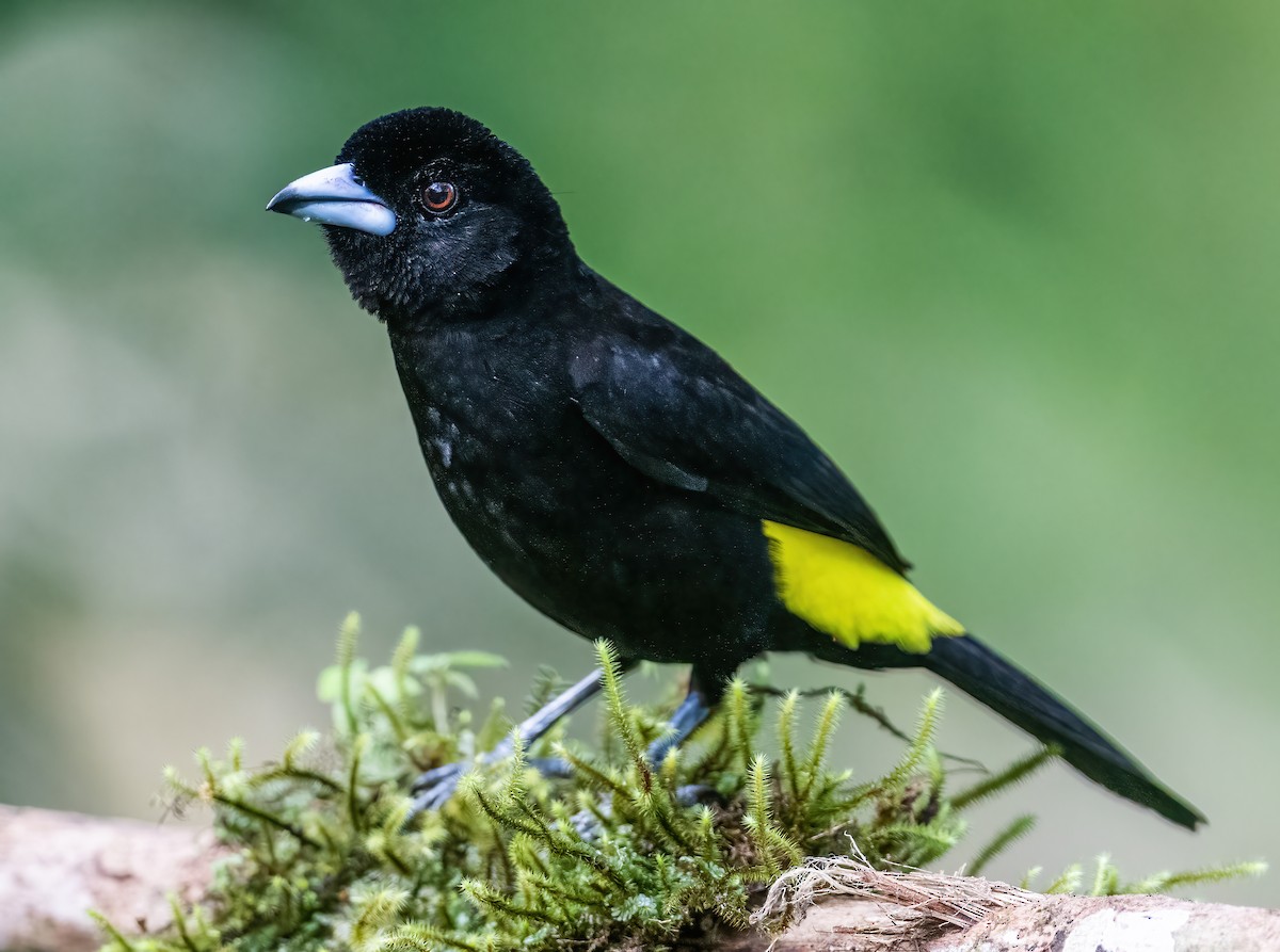 Flame-rumped Tanager (Lemon-rumped) - ML621066103