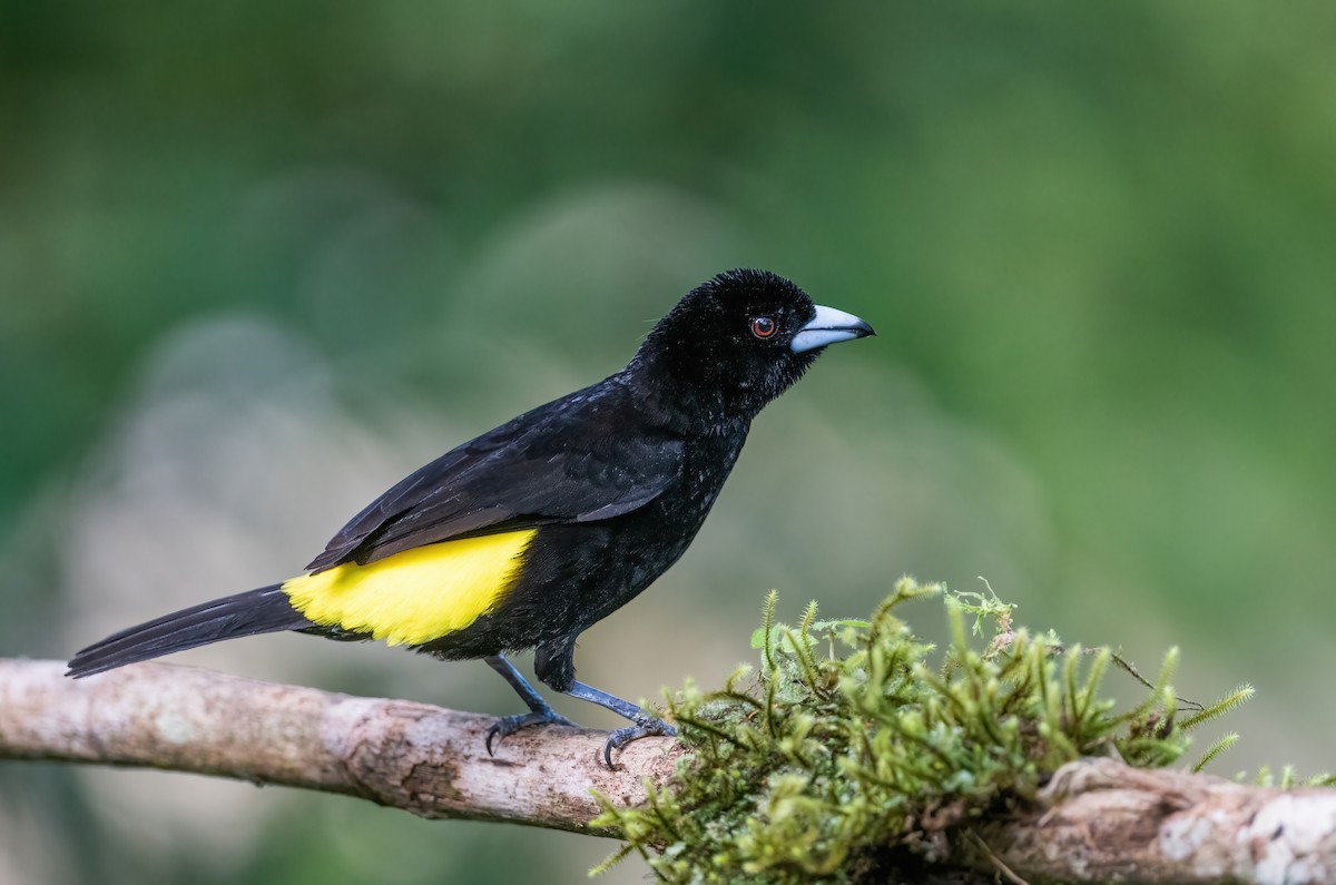 Flame-rumped Tanager (Lemon-rumped) - ML621066104