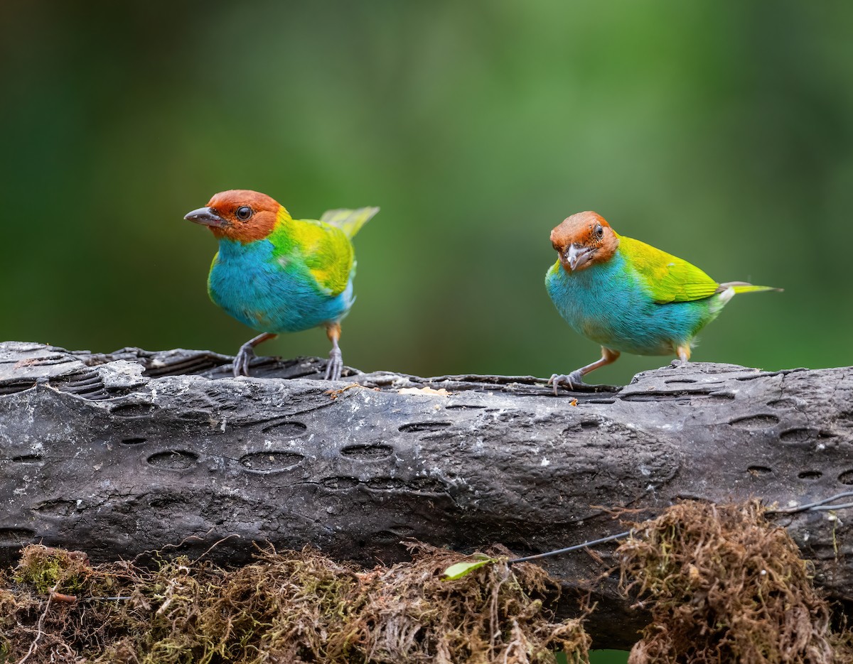 Bay-headed Tanager (Bay-and-blue) - ML621066122