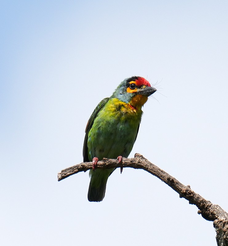 Crimson-fronted Barbet - ML621066126