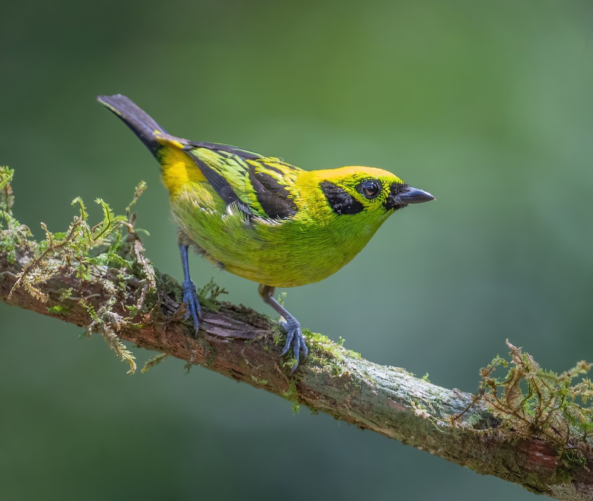 Emerald Tanager - ML621066134