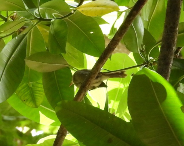 Seychelles Warbler - ML621066141