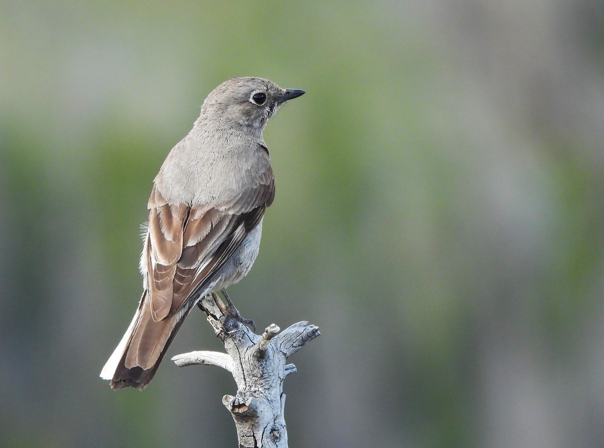 Townsend's Solitaire - ML621066168