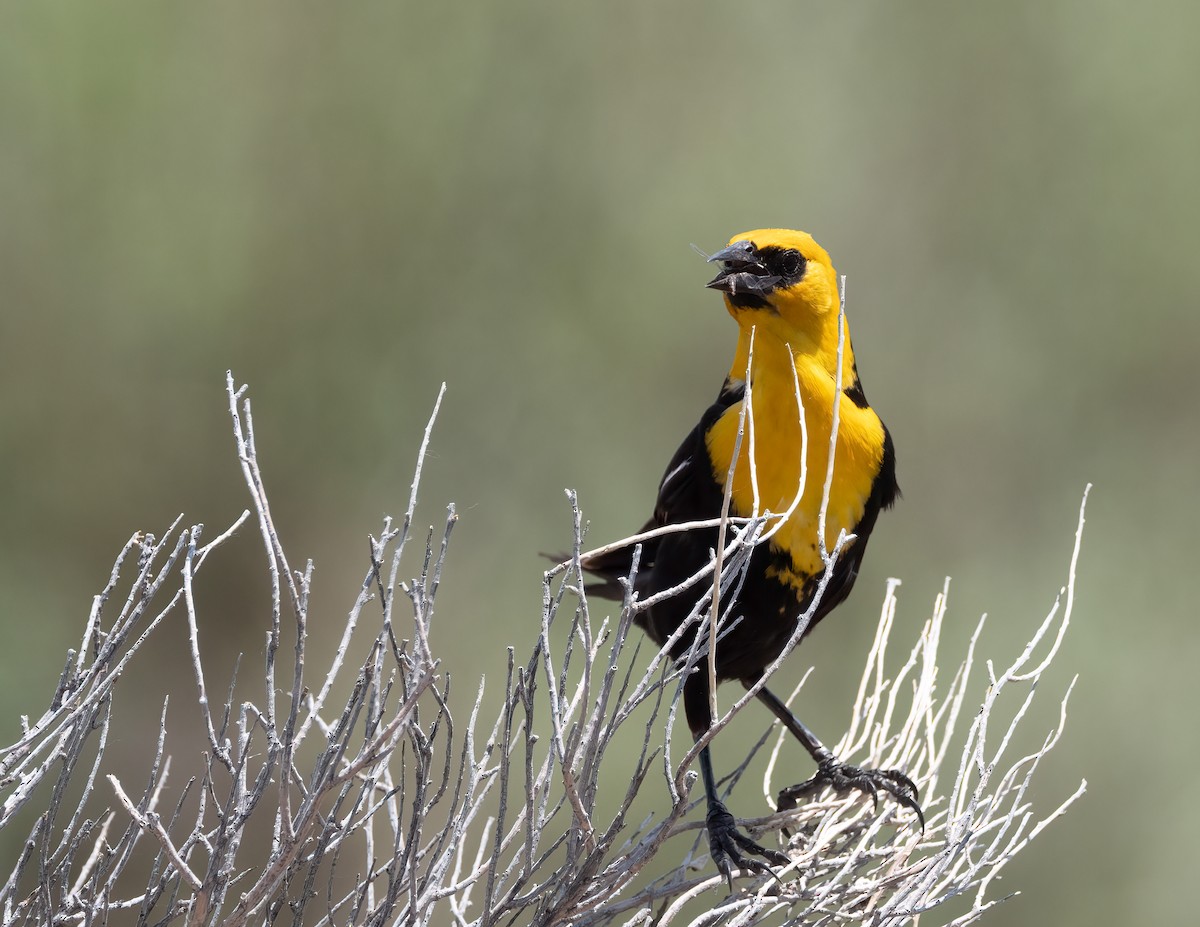 Yellow-headed Blackbird - ML621066171