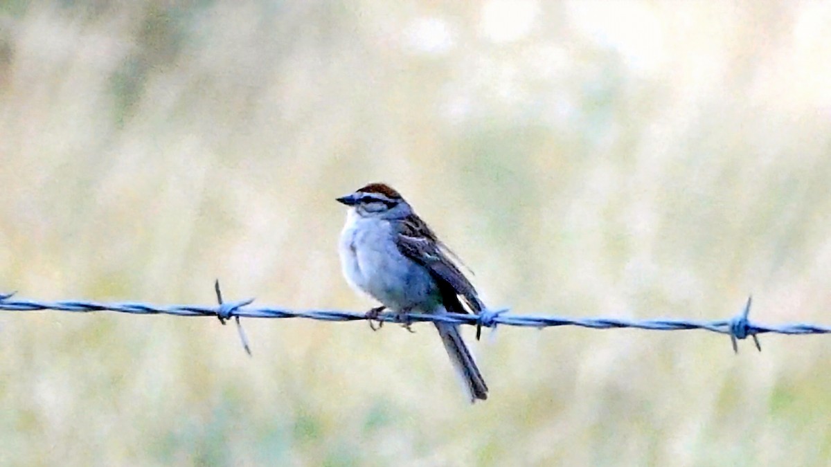 Chipping Sparrow - ML621066174