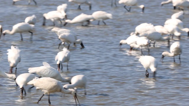 Black-faced Spoonbill - ML621066175