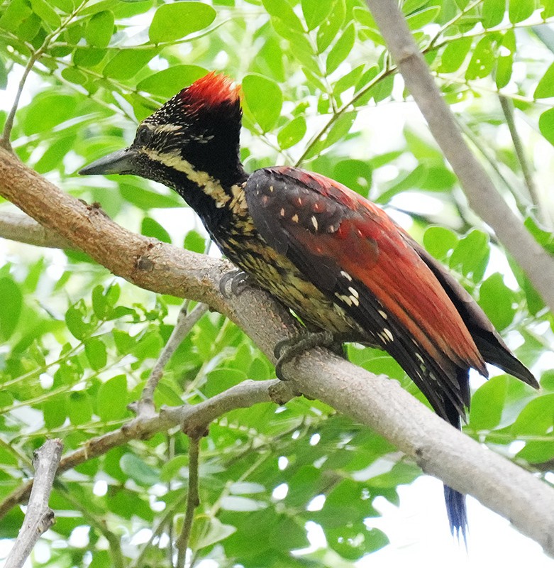 Red-backed Flameback - ML621066179