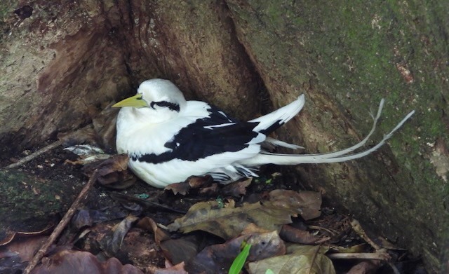White-tailed Tropicbird - ML621066182