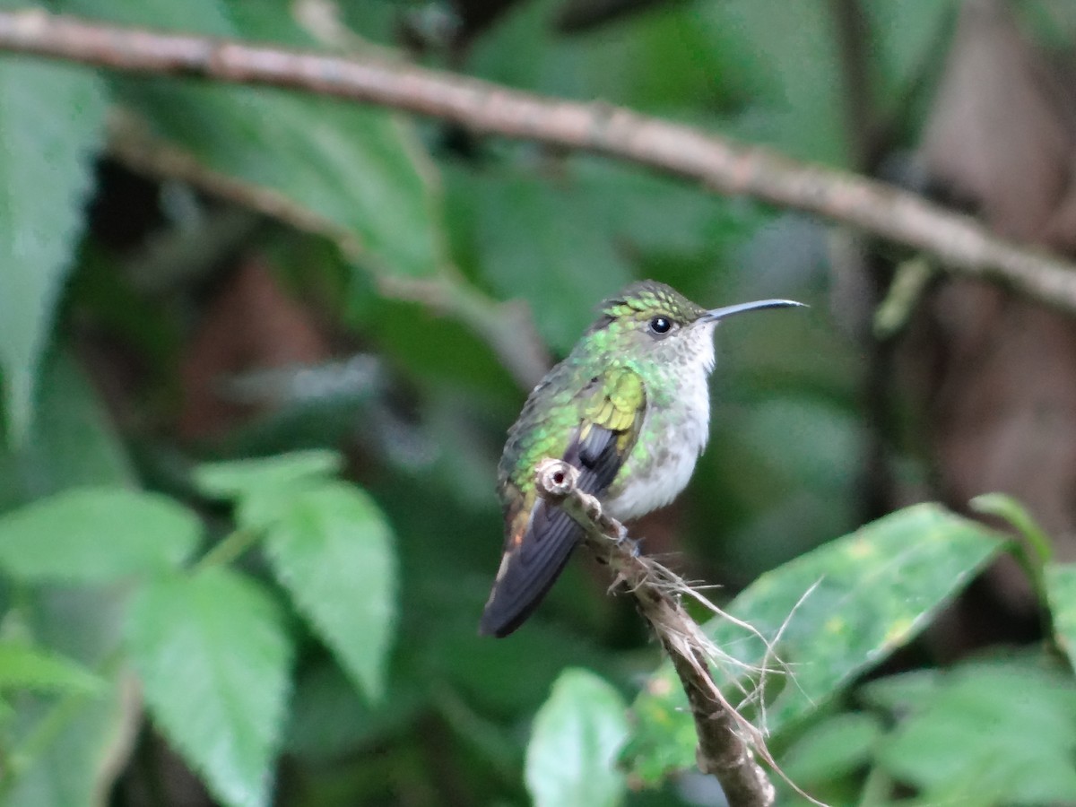 kolibřík měděnohlavý - ML621066183