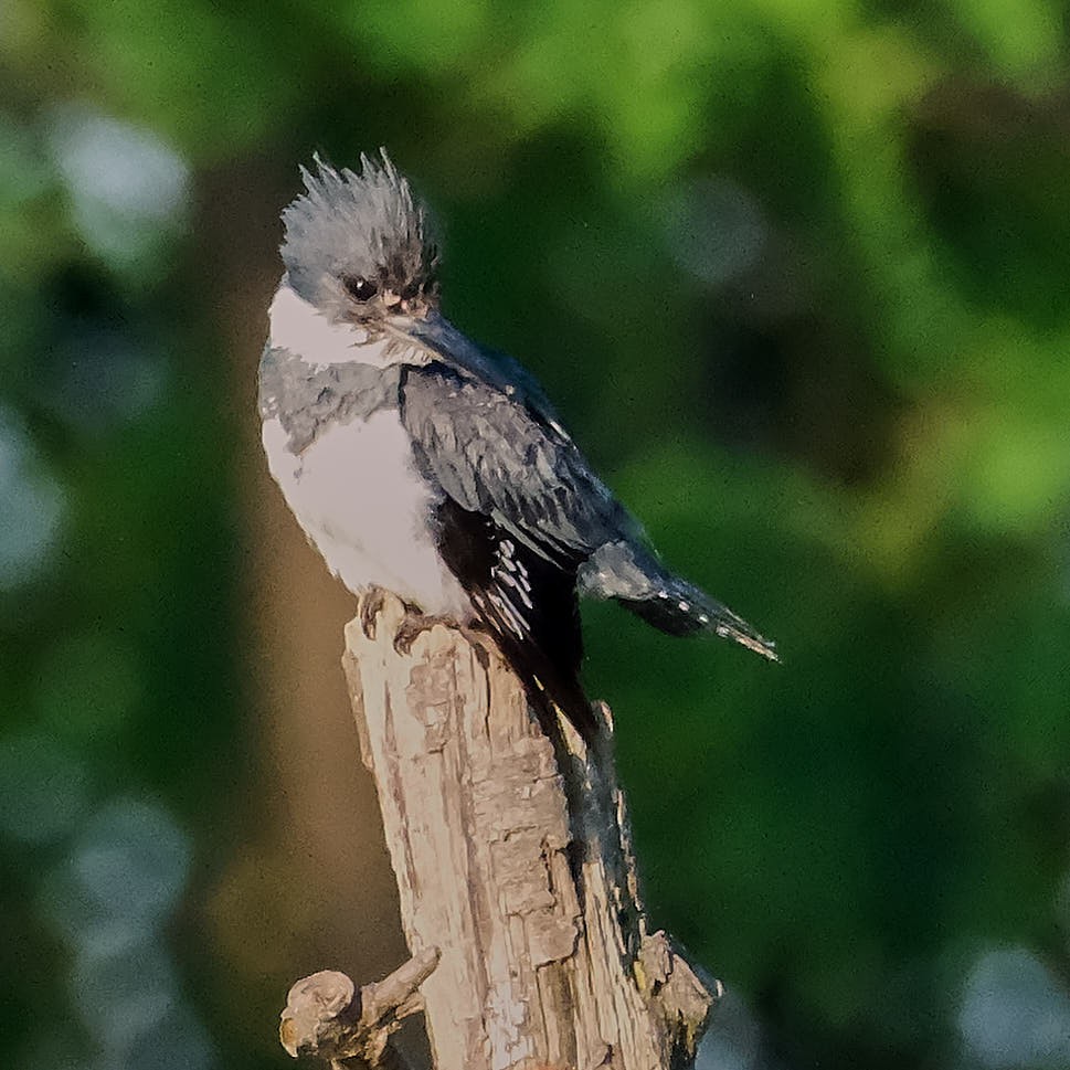 Belted Kingfisher - ML621066227