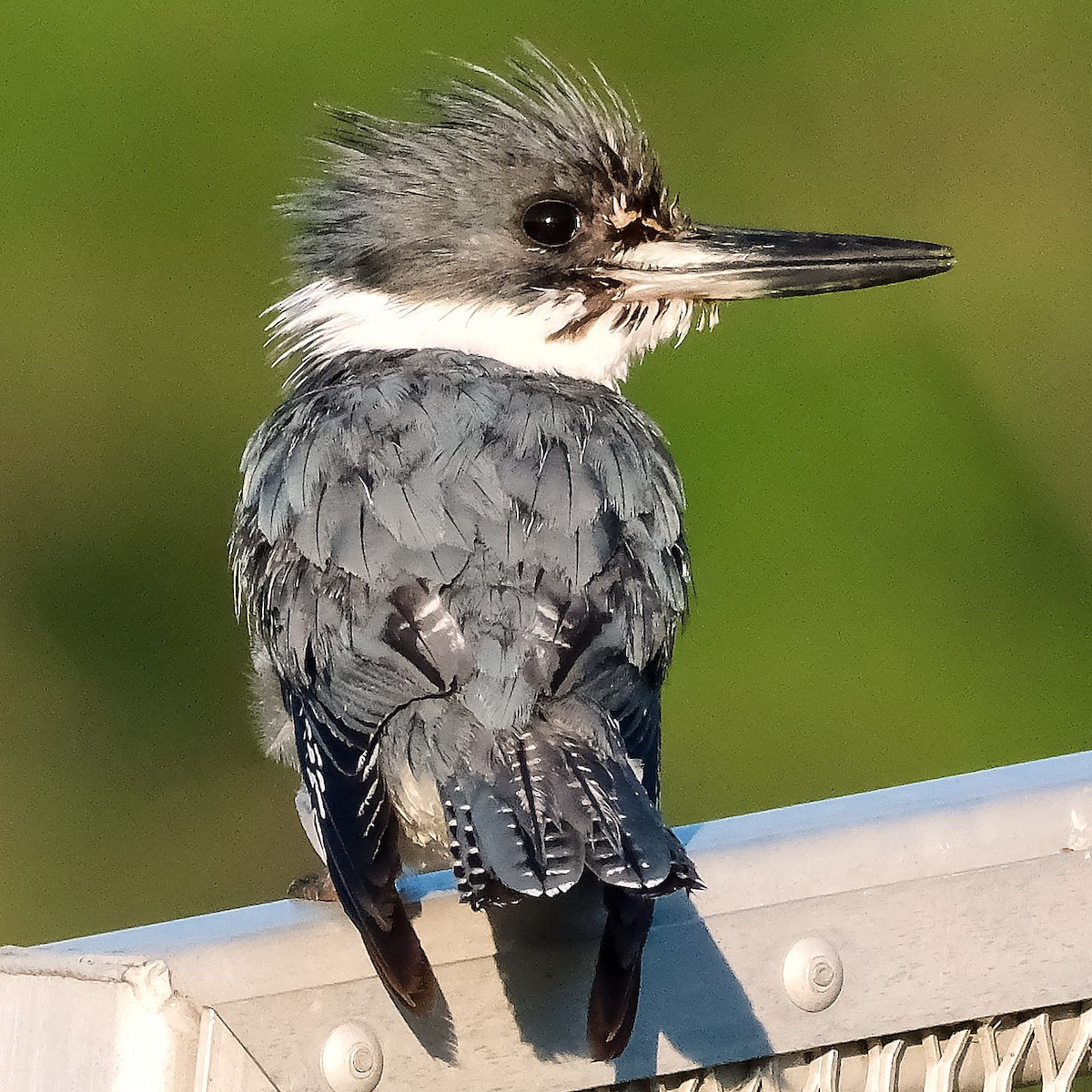 Belted Kingfisher - ML621066228