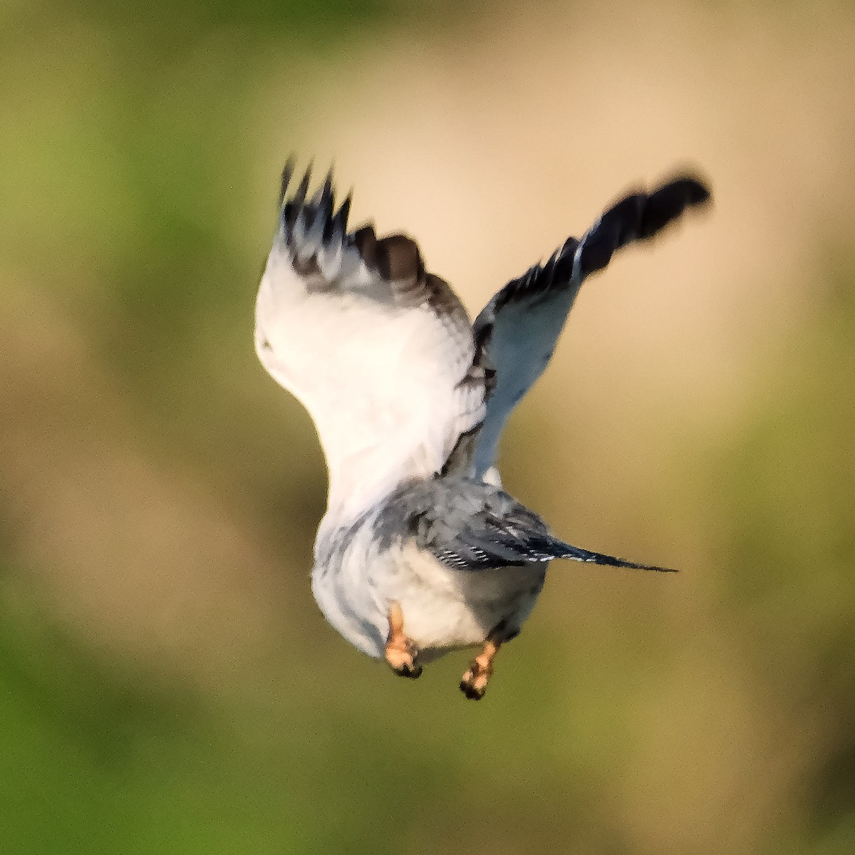 Belted Kingfisher - ML621066229