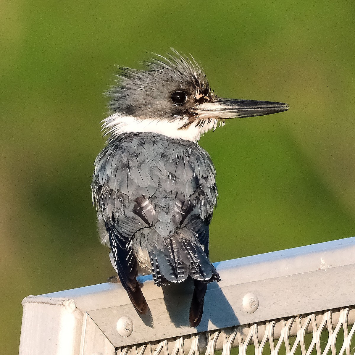 Belted Kingfisher - ML621066230