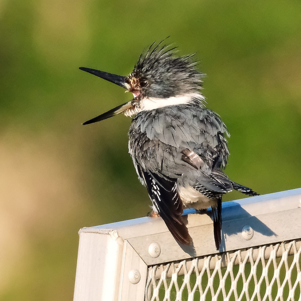 Belted Kingfisher - ML621066231